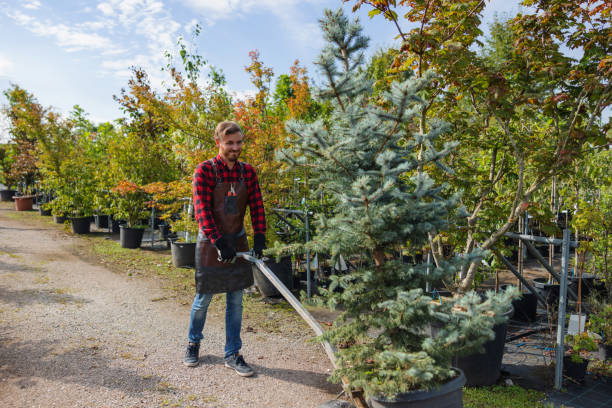 Best Emergency Tree Removal  in Fargo, ND