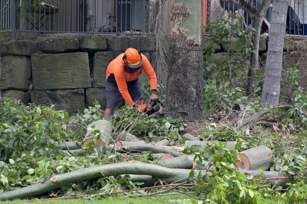 Best Hazardous Tree Removal  in Fargo, ND