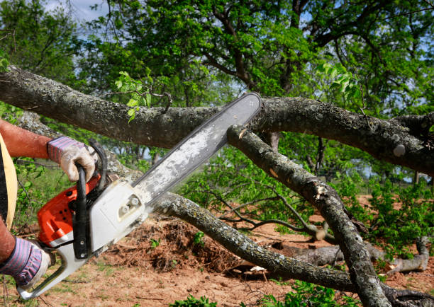 Fargo, ND Tree Services Company